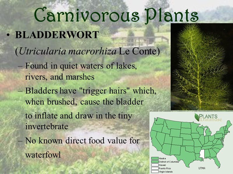 Carnivorous Plants BLADDERWORT   (Utricularia macrorhiza Le Conte) Found in quiet waters of